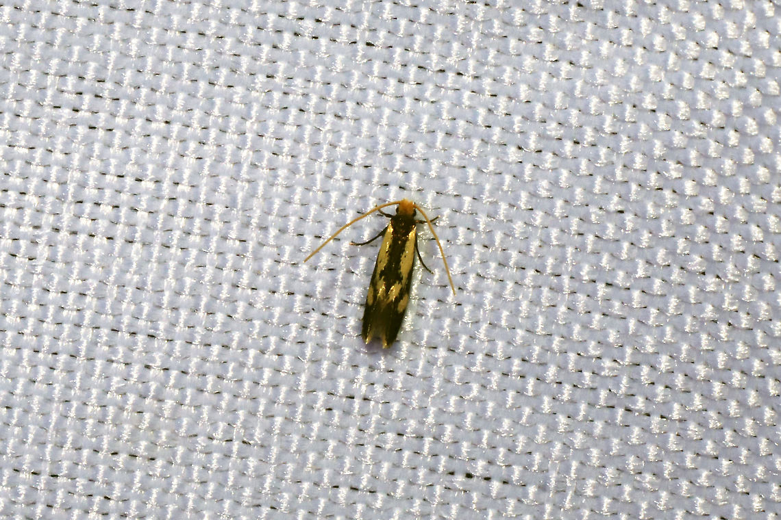 Old Gold Isocorypha Moth (Isocorypha mediostriatella)  At a 365nm UV light setup at the edge of a dense mixed forest. <br />
<figure class="photo"><a href="https://www.jungledragon.com/image/98709/old_gold_isocorypha_moth_isocorypha_mediostriatella.html" title="Old Gold Isocorypha Moth (Isocorypha mediostriatella)"><img src="https://s3.amazonaws.com/media.jungledragon.com/images/3231/98709_thumb.jpg?AWSAccessKeyId=05GMT0V3GWVNE7GGM1R2&Expires=1767225610&Signature=rF69UJw%2BxjQUlBWDAoiuzOeq1jg%3D" width="200" height="134" alt="Old Gold Isocorypha Moth (Isocorypha mediostriatella) At a 365nm UV light setup at the edge of a dense mixed forest.<br />
https://www.jungledragon.com/image/98708/old_gold_isocorypha_moth_isocorypha_mediostriatella.html Geotagged,International Moth Week,Isocorypha mediostriatella,Lepidoptera,Moth Week,Moth Week 2020,National Moth Week,Old Gold Isocorypha Moth,Summer,United States,moth,moth week,moths" /></a></figure> Geotagged,International Moth Week,Isocorypha mediostriatella,Lepidoptera,Moth Week,Moth Week 2020,National Moth Week,Old Gold Isocorypha Moth,Summer,United States,moth,moth week,moths