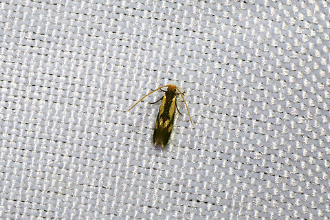 Old Gold Isocorypha Moth (Isocorypha mediostriatella)  At a 365nm UV light setup at the edge of a dense mixed forest. 
https://www.jungledragon.com/image/98709/old_gold_isocorypha_moth_isocorypha_mediostriatella.html Geotagged,International Moth Week,Isocorypha mediostriatella,Lepidoptera,Moth Week,Moth Week 2020,National Moth Week,Old Gold Isocorypha Moth,Summer,United States,moth,moth week,moths