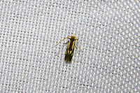 Old Gold Isocorypha Moth (Isocorypha mediostriatella)  At a 365nm UV light setup at the edge of a dense mixed forest. <br />
https://www.jungledragon.com/image/98709/old_gold_isocorypha_moth_isocorypha_mediostriatella.html Geotagged,International Moth Week,Isocorypha mediostriatella,Lepidoptera,Moth Week,Moth Week 2020,National Moth Week,Old Gold Isocorypha Moth,Summer,United States,moth,moth week,moths