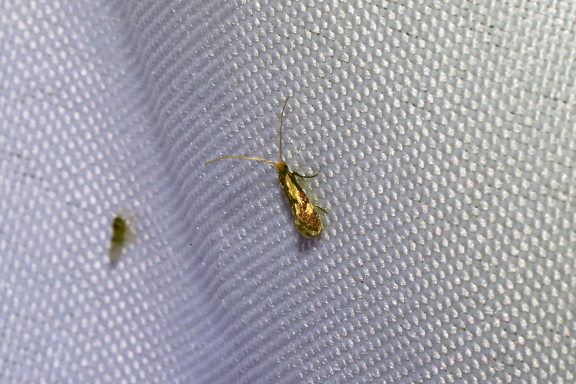Old Gold Isocorypha Moth (Isocorypha mediostriatella) At a 365nm UV light setup at the edge of a dense mixed forest.<br />
<figure class="photo"><a href="https://www.jungledragon.com/image/98708/old_gold_isocorypha_moth_isocorypha_mediostriatella.html" title="Old Gold Isocorypha Moth (Isocorypha mediostriatella)"><img src="https://s3.amazonaws.com/media.jungledragon.com/images/3231/98708_thumb.jpg?AWSAccessKeyId=05GMT0V3GWVNE7GGM1R2&Expires=1759968010&Signature=dx7yqJp52usvuVgMnKKDnLnnSSc%3D" width="200" height="134" alt="Old Gold Isocorypha Moth (Isocorypha mediostriatella)  At a 365nm UV light setup at the edge of a dense mixed forest. <br />
https://www.jungledragon.com/image/98709/old_gold_isocorypha_moth_isocorypha_mediostriatella.html Geotagged,International Moth Week,Isocorypha mediostriatella,Lepidoptera,Moth Week,Moth Week 2020,National Moth Week,Old Gold Isocorypha Moth,Summer,United States,moth,moth week,moths" /></a></figure> Geotagged,International Moth Week,Isocorypha mediostriatella,Lepidoptera,Moth Week,Moth Week 2020,National Moth Week,Old Gold Isocorypha Moth,Summer,United States,moth,moth week,moths