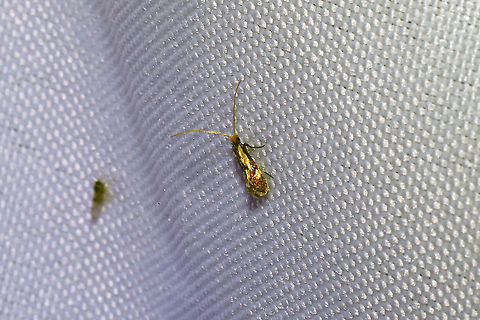 Old Gold Isocorypha Moth (Isocorypha mediostriatella) At a 365nm UV light setup at the edge of a dense mixed forest.
https://www.jungledragon.com/image/98708/old_gold_isocorypha_moth_isocorypha_mediostriatella.html Geotagged,International Moth Week,Isocorypha mediostriatella,Lepidoptera,Moth Week,Moth Week 2020,National Moth Week,Old Gold Isocorypha Moth,Summer,United States,moth,moth week,moths