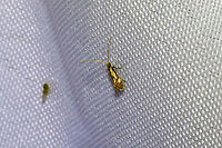 Old Gold Isocorypha Moth (Isocorypha mediostriatella) At a 365nm UV light setup at the edge of a dense mixed forest.<br />
https://www.jungledragon.com/image/98708/old_gold_isocorypha_moth_isocorypha_mediostriatella.html Geotagged,International Moth Week,Isocorypha mediostriatella,Lepidoptera,Moth Week,Moth Week 2020,National Moth Week,Old Gold Isocorypha Moth,Summer,United States,moth,moth week,moths