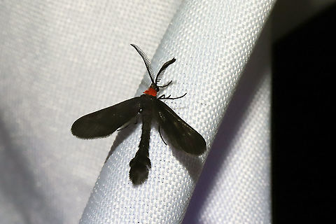 Grapeleaf Skeletonizer Moth (Harrisina americana) At a 365nm UV light setup at the edge of a dense mixed forest. 
https://www.jungledragon.com/image/98713/grapeleaf_skeletonizer_moth_harrisina_americana.html Geotagged,Grapeleaf skeletonizer,Harrisina americana,International Moth Week,Lepidoptera,Moth Week,Moth Week 2020,National Moth Week,Summer,United States,moth,moth week