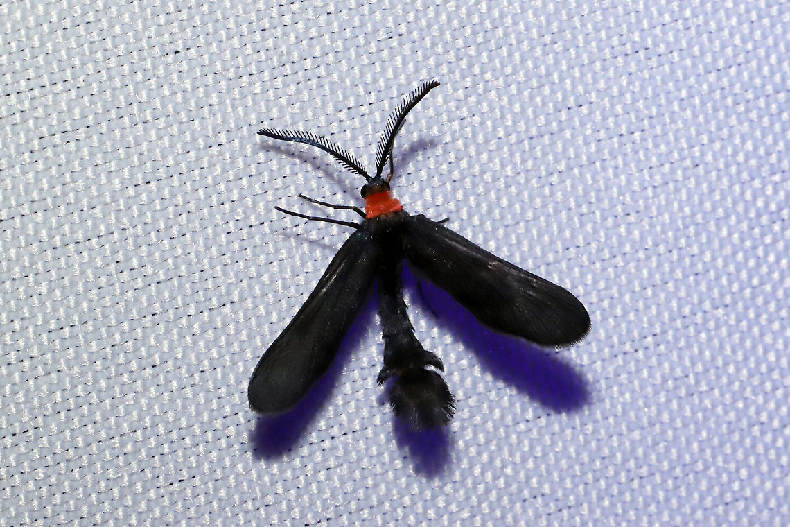Grapeleaf Skeletonizer Moth (Harrisina americana) At a 365nm UV light setup at the edge of a dense mixed forest. <br />
<figure class="photo"><a href="https://www.jungledragon.com/image/98712/grapeleaf_skeletonizer_moth_harrisina_americana.html" title="Grapeleaf Skeletonizer Moth (Harrisina americana)"><img src="https://s3.amazonaws.com/media.jungledragon.com/images/3231/98712_thumb.jpg?AWSAccessKeyId=05GMT0V3GWVNE7GGM1R2&Expires=1759968010&Signature=nnJMs67IxMoNVtWTmdeJHIvSPJ0%3D" width="200" height="134" alt="Grapeleaf Skeletonizer Moth (Harrisina americana) At a 365nm UV light setup at the edge of a dense mixed forest. <br />
https://www.jungledragon.com/image/98713/grapeleaf_skeletonizer_moth_harrisina_americana.html Geotagged,Grapeleaf skeletonizer,Harrisina americana,International Moth Week,Lepidoptera,Moth Week,Moth Week 2020,National Moth Week,Summer,United States,moth,moth week" /></a></figure> Geotagged,Grapeleaf skeletonizer,Harrisina americana,International Moth Week,Lepidoptera,Moth Week,Moth Week 2020,National Moth Week,Summer,United States,moth,moth week