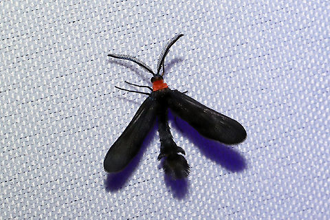 Grapeleaf Skeletonizer Moth (Harrisina americana) At a 365nm UV light setup at the edge of a dense mixed forest. 
https://www.jungledragon.com/image/98712/grapeleaf_skeletonizer_moth_harrisina_americana.html Geotagged,Grapeleaf skeletonizer,Harrisina americana,International Moth Week,Lepidoptera,Moth Week,Moth Week 2020,National Moth Week,Summer,United States,moth,moth week