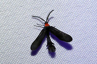 Grapeleaf Skeletonizer Moth (Harrisina americana) At a 365nm UV light setup at the edge of a dense mixed forest. <br />
https://www.jungledragon.com/image/98712/grapeleaf_skeletonizer_moth_harrisina_americana.html Geotagged,Grapeleaf skeletonizer,Harrisina americana,International Moth Week,Lepidoptera,Moth Week,Moth Week 2020,National Moth Week,Summer,United States,moth,moth week