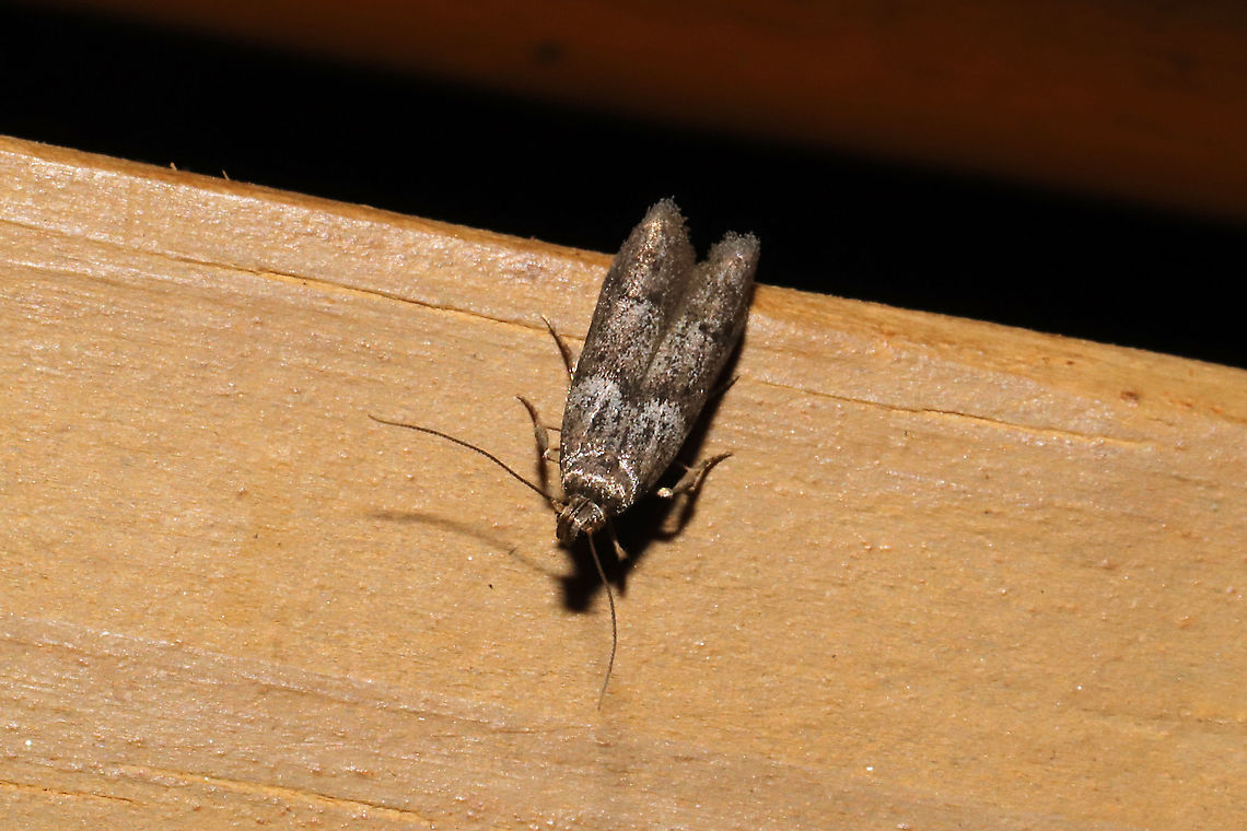 Acorn Moth (Blastobasis glandulella)? Not 100 percent on this. I think most Blastobasids need dissection (of genitalia) to get a firm ID. <br />
At a 365nm UV light setup at the edge of a dense mixed forest.  Blastobasis glandulella,Geotagged,International Moth Week,Lepidoptera,Moth Week,Moth Week 2020,National Moth Week,Summer,United States,moth,moth week