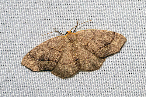 Lambdina fervidaria At a 365nm UV light setup at a dense mixed forest edge. Geotagged,International Moth Week,Lambdina fervidaria,Lambdina fiscellaria,Lepidoptera,Moth Week,Moth Week 2020,National Moth Week,Summer,United States,moth,moth week