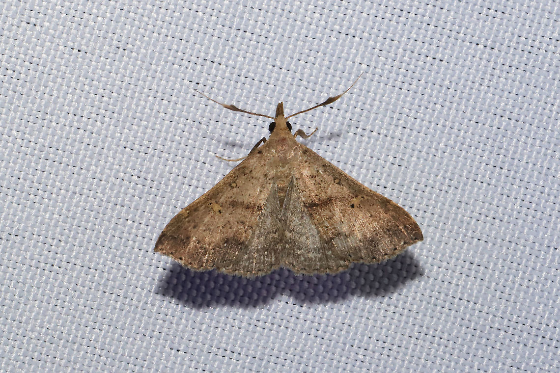 Renia salusalis? Renia salusalis? At a 365nm UV light at the edge of a dense mixed forest. Geotagged,Moth Week 2020,Renia salusalis,Summer,United States