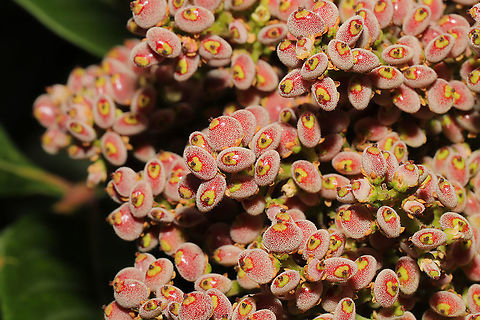 Winged Sumac (Rhus copallinum) Growing at the edge of a dense mixed forest. This tree popped up in the rehabbed area of our yard when we first moved in last year. I was quite excited to see it growing as it is a forageable tree and attracts all sorts of wildlife. I was also thrilled that it started bearing fruit this year. I have plans to forage the ripened berries in a month or so and turn them into table spice. I may also make sumac "Lemonade"! Geotagged,Rhus copallinum,Summer,United States,Winged sumac