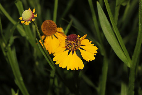 Southern Sneezeweed (Helenium flexuosum) I gathered seeds of this species when we lived at our last house, and I planted them in the area we began rehabbing last year. I was so excited see these popping up! Geotagged,Helenium flexuosum,Southern Sneezeweed,Summer,United States
