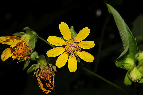 Bear's Foot (Smallanthus uvedalia) These towering flowers (they were around 9 feet tall) were at a dense mixed forest edge.

Large, tri-lobed leaves that look slightly like bear paws grow on the stems.
 Geotagged,Hairy leafcup,Smallanthus uvedalia,Summer,United States