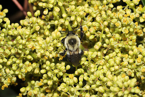 Common Eastern Bumble Bee (Bombus impatiens) On Winged Sumac flowers at the edge of a dense mixed forest. Bombus impatiens,Common eastern bumble bee,Geotagged,Summer,United States