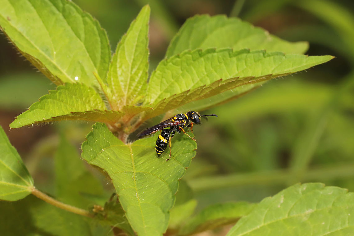 Humped Beewolf (Philanthus gibbosus) At a dense mixed forest edge. I&#039;m pretty sure this individual has a &quot;colony&quot; in our topsoil pile that we brought in for our gardens this year.<br />
<br />
A cool video I found on Vimeo:<br />
<section class="video"><iframe width="448" height="252" src="https://player.vimeo.com/video/19974581?title=0&byline=0&portrait=0" frameborder="0"></iframe></section> Geotagged,Philanthus gibbosus,Summer,United States