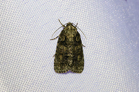 Eclipsed Oak Dagger (Acronicta increta) At a 365nm UV light setup at the edge of a dense mixed forest Acronicta increta,Geotagged,International Moth Week,Lepidoptera,Moth Week,Moth Week 2020,National Moth Week,Raspberry bud dagger moth,Summer,United States,moth,moth week