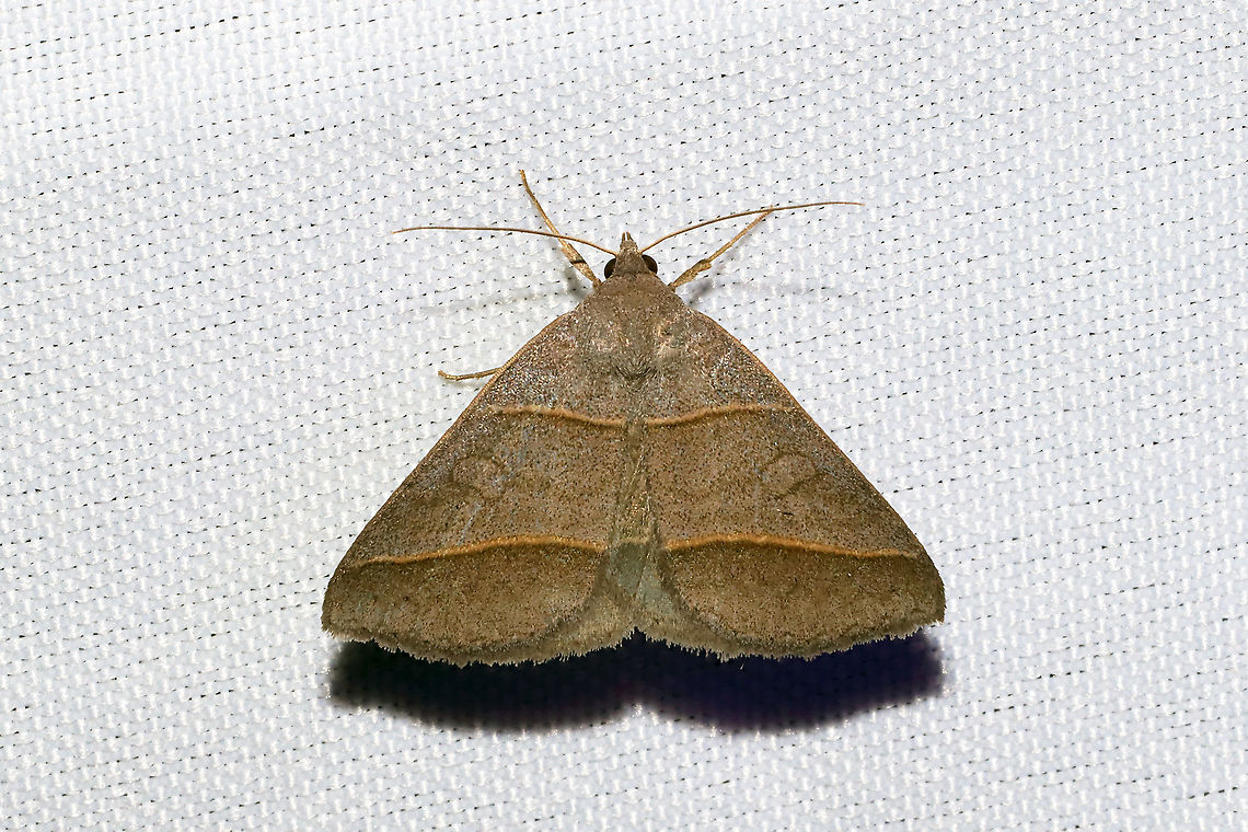 Common Ptichodis Moth (Ptichodis herbarum) At a 365nm UV light setup at the edge of a dense mixed forest Geotagged,International Moth Week,Lepidoptera,Moth Week,Moth Week 2020,National Moth Week,Ptichodis herbarum,Summer,United States,moth,moth week