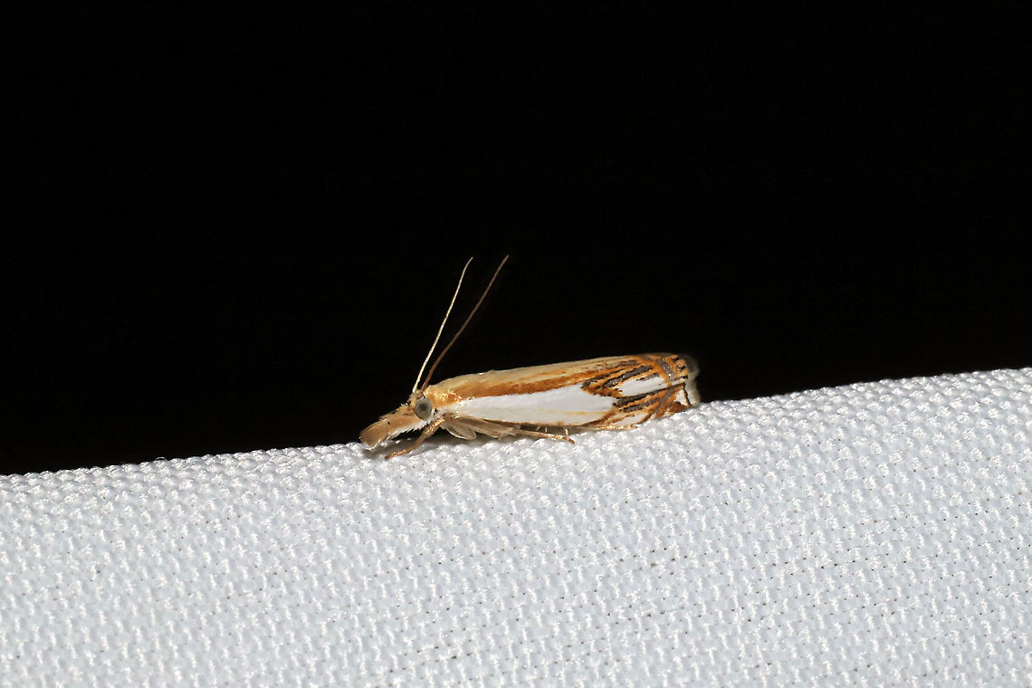 Double-banded Grass-Veneer (Crambus agitatellus) At a 365nm UV light setup at the edge of a dense mixed forest Crambus agitatellus,Double-banded grass-veneer moth,Geotagged,International Moth Week,Lepidoptera,Moth Week,Moth Week 2020,National Moth Week,Summer,United States,moth,moth week