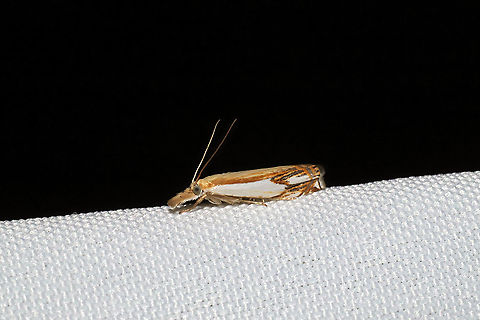 Double-banded Grass-Veneer (Crambus agitatellus) At a 365nm UV light setup at the edge of a dense mixed forest Crambus agitatellus,Double-banded grass-veneer moth,Geotagged,International Moth Week,Lepidoptera,Moth Week,Moth Week 2020,National Moth Week,Summer,United States,moth,moth week