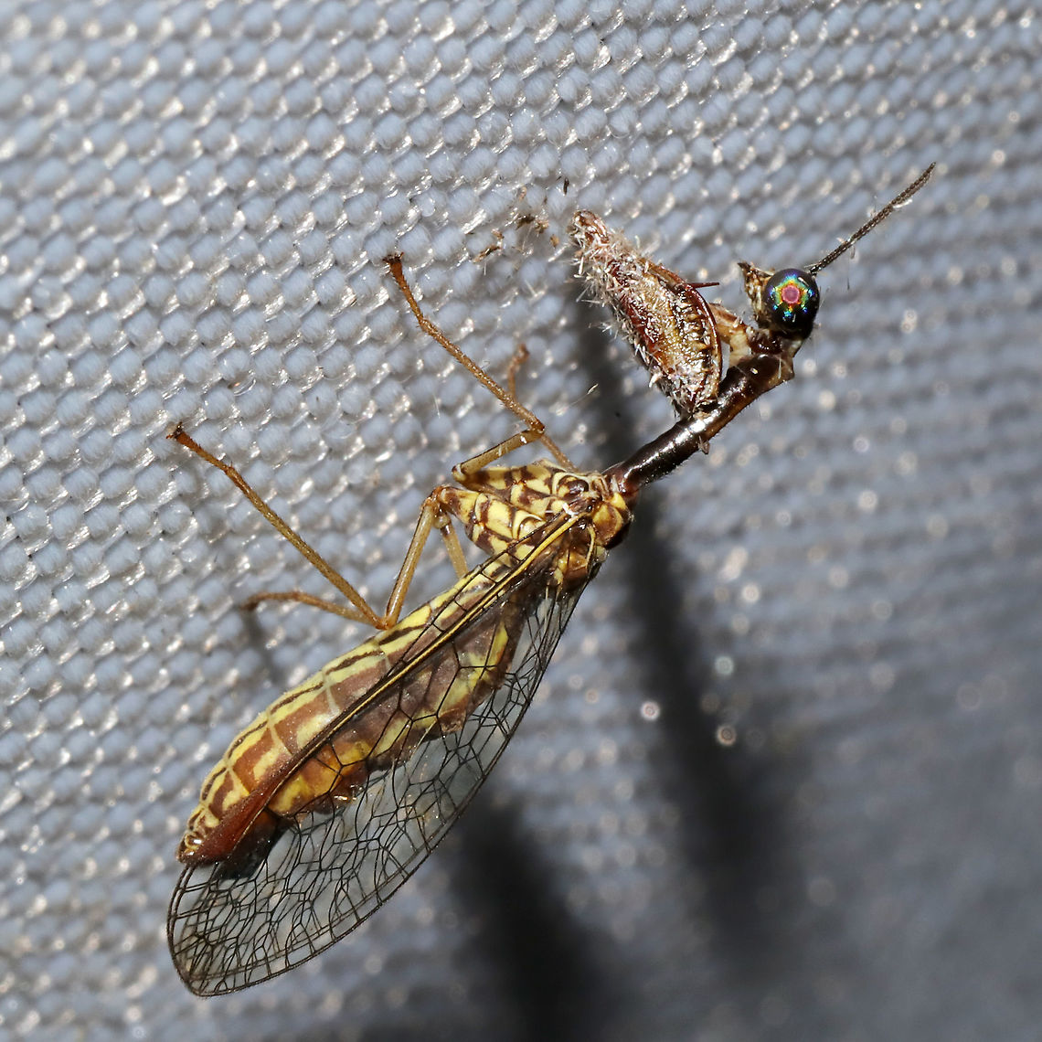 Leptomantispa pulchella At a 365nm UV light setup at the edge of a dense mixed forest. <br />
The 3rd mantidfly species I have found here in the span of a year!<br />
<br />
From last year:<br />
Green Mantidfly (Zeugomantispa minuta)<br />
<figure class="photo"><a href="https://www.jungledragon.com/image/83169/green_mantidfly_zeugomantispa_minuta.html" title="Green Mantidfly (Zeugomantispa minuta)"><img src="https://s3.amazonaws.com/media.jungledragon.com/images/3231/83169_thumb.jpg?AWSAccessKeyId=05GMT0V3GWVNE7GGM1R2&Expires=1759968010&Signature=xh%2BbbeTPuOHlo5yjnkbtMC%2FHULQ%3D" width="200" height="134" alt="Green Mantidfly (Zeugomantispa minuta) My second species of mantidfly this summer! They are SO hard to photograph!<br />
<br />
At a 395nm UV light setup at the edge of a dense mixed forest. <br />
https://www.jungledragon.com/image/83167/green_mantidfly_zeugomantispa_minuta.html Geotagged,Summer,United States,Zeugomantispa minuta" /></a></figure><br />
Four-spotted Mantisfly (Dicromantispa interrupta)<br />
<figure class="photo"><a href="https://www.jungledragon.com/image/82412/four-spotted_mantisfly_dicromantispa_interrupta.html" title="Four-spotted Mantisfly (Dicromantispa interrupta)"><img src="https://s3.amazonaws.com/media.jungledragon.com/images/3231/82412_thumb.jpg?AWSAccessKeyId=05GMT0V3GWVNE7GGM1R2&Expires=1759968010&Signature=MGXejD%2F8xROdPat9%2BpFJzuKEzzg%3D" width="102" height="152" alt="Four-spotted Mantisfly (Dicromantispa interrupta) Small Mantispid at a 395nm UV light setup at the edge of a dense mixed forest. <br />
<br />
Wish I would have gotten clearer shots before it flew away!<br />
https://www.jungledragon.com/image/82413/four-spotted_mantisfly_dicromantispa_interrupta.html Dicromantispa interrupta,Geotagged,Summer,United States" /></a></figure> Geotagged,Leptomantispa pulchella,Summer,United States