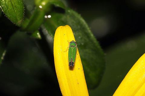 Tylozygus geometricus At a dense mixed forest edge. Geotagged,Summer,Tylozygus geometricus,United States