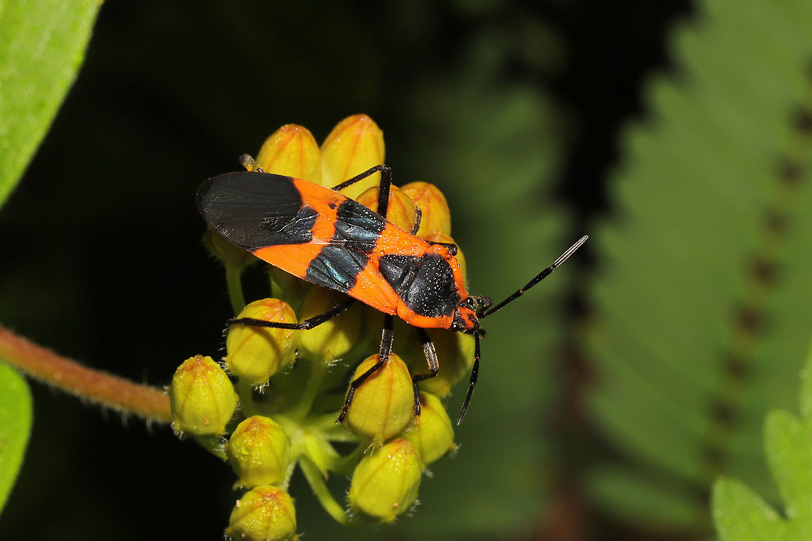 Large Milkweed Bug (Oncopeltus fasciatus) On Asclepias tuberosa at a dense mixed forest edge. Geotagged,Large milkweed bug,Oncopeltus fasciatus,Summer,United States