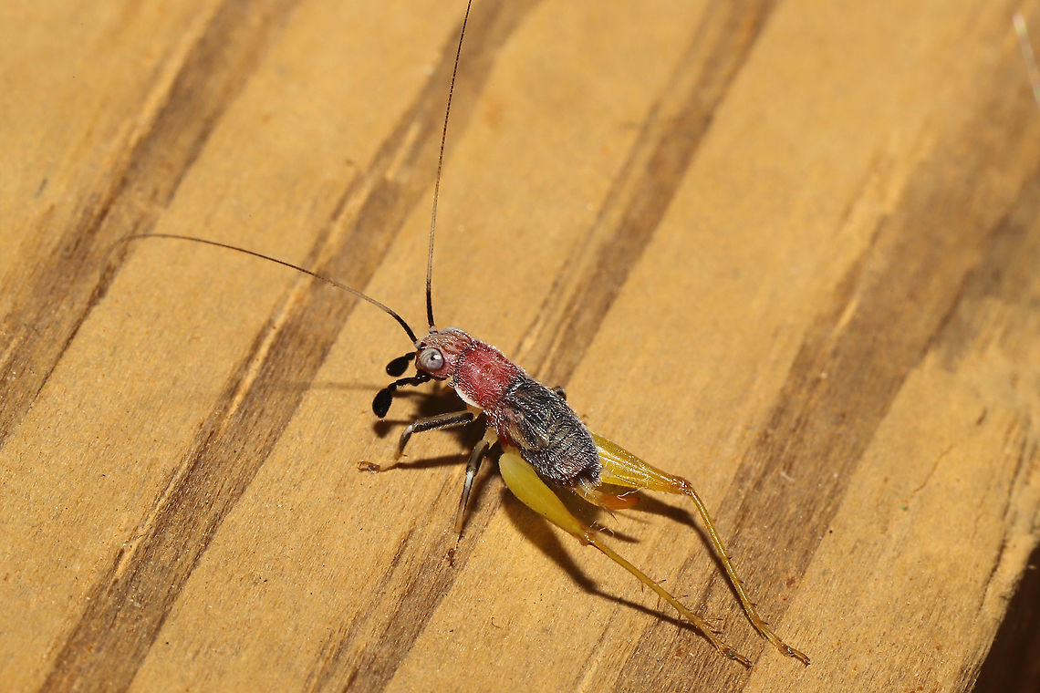 Red-headed Bush Cricket (Phyllopalpus pulchellus) ♀ On my front porch at the edge of a dense mixed forest.<br />
<br />
The Handsome Trig is monotypic of its genus. It is in the Gryllidae (True Cricket) family, but differs much from other Gryllids. It can be identified by its red head and thorax, pale legs, blue-black forewings, and strange palps (mouthparts). It is capable of letting out an extremely fast song for its body size, around 7kHz!<br />
<br />
The name "Phyllopalpus" translates from Latin to "beautiful leaf-feeler." This name describes the species well, as it is constantly rotating and moving its palps and antennae. While this seems like a trivial action for an insect, the Handsome Trig is actually "tasting" its environment.<br />
<br />
<section class="video"><iframe width="448" height="282" src="https://www.youtube-nocookie.com/embed/PMsH3oRSPjk?hd=1&autoplay=0&rel=0" frameborder="0" allowfullscreen></iframe></section><br />
<section class="video"><iframe width="448" height="282" src="https://www.youtube-nocookie.com/embed/3oqRn6xVwXY?hd=1&autoplay=0&rel=0" frameborder="0" allowfullscreen></iframe></section><br />
 Geotagged,Handsome trig,Phyllopalpus pulchellus,Summer,United States