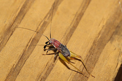 Red-headed Bush Cricket (Phyllopalpus pulchellus) ♀ On my front porch at the edge of a dense mixed forest.

The Handsome Trig is monotypic of its genus. It is in the Gryllidae (True Cricket) family, but differs much from other Gryllids. It can be identified by its red head and thorax, pale legs, blue-black forewings, and strange palps (mouthparts). It is capable of letting out an extremely fast song for its body size, around 7kHz!

The name "Phyllopalpus" translates from Latin to "beautiful leaf-feeler." This name describes the species well, as it is constantly rotating and moving its palps and antennae. While this seems like a trivial action for an insect, the Handsome Trig is actually "tasting" its environment.

https://www.youtube.com/watch?v=PMsH3oRSPjk
https://youtu.be/3oqRn6xVwXY
 Geotagged,Handsome trig,Phyllopalpus pulchellus,Summer,United States