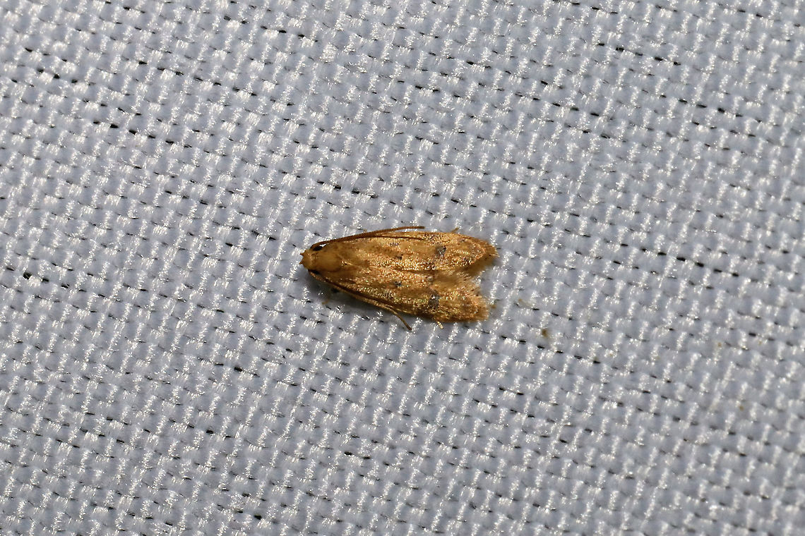 Gerdana Moth (Gerdana caritella) At a 365nm UV light at the edge of a dense mixed forest Geotagged,Gerdana,Gerdana caritella,Summer,United States