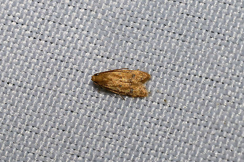 Gerdana Moth (Gerdana caritella) At a 365nm UV light at the edge of a dense mixed forest Geotagged,Gerdana,Gerdana caritella,Summer,United States