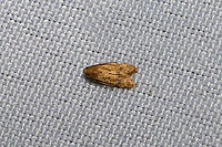 Gerdana Moth (Gerdana caritella) At a 365nm UV light at the edge of a dense mixed forest Geotagged,Gerdana,Gerdana caritella,Summer,United States