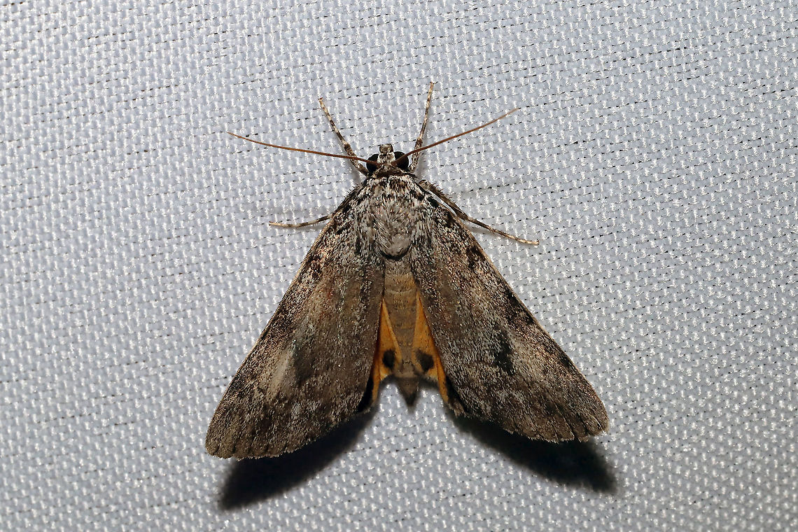 Girlfriend or Little Lined Underwing (Catocala amica or C. lineella) The two species are indistinguishable by sight alone. BugGuide simply lists the two species as one: Catocala amica-lineella. Should I set up an ID for that here?<br />
Found at a 365nm UV light setup at a dense mixed forest edge. <br />
<figure class="photo"><a href="https://www.jungledragon.com/image/98917/girlfriend_or_little_lined_underwing_catocala_amica_or_c._lineella.html" title="Girlfriend or Little Lined Underwing (Catocala amica or C. lineella)"><img src="https://s3.amazonaws.com/media.jungledragon.com/images/3231/98917_thumb.jpg?AWSAccessKeyId=05GMT0V3GWVNE7GGM1R2&Expires=1759968010&Signature=%2BPefm0UGmIuUUTqP4qjWK%2BYd798%3D" width="200" height="134" alt="Girlfriend or Little Lined Underwing (Catocala amica or C. lineella) The two species are indistinguishable by sight alone. <br />
Found at a 365nm UV light setup at a dense mixed forest edge.<br />
https://www.jungledragon.com/image/98916/girlfriend_or_little_lined_underwing_catocala_amica_or_c._lineella.html Catocala amica-lineella,Geotagged,Girlfriend or Little Lined Underwing,Summer,United States" /></a></figure> Catocala amica-lineella,Geotagged,Girlfriend or Little Lined Underwing,Summer,United States