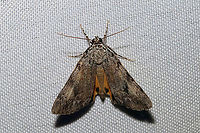 Girlfriend or Little Lined Underwing (Catocala amica or C. lineella) The two species are indistinguishable by sight alone. BugGuide simply lists the two species as one: Catocala amica-lineella. Should I set up an ID for that here?<br />
Found at a 365nm UV light setup at a dense mixed forest edge. <br />
https://www.jungledragon.com/image/98917/girlfriend_or_little_lined_underwing_catocala_amica_or_c._lineella.html Catocala amica-lineella,Geotagged,Girlfriend or Little Lined Underwing,Summer,United States