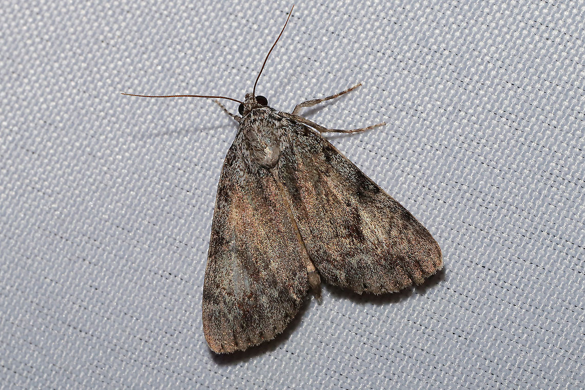 Girlfriend or Little Lined Underwing (Catocala amica or C. lineella) The two species are indistinguishable by sight alone. <br />
Found at a 365nm UV light setup at a dense mixed forest edge.<br />
<figure class="photo"><a href="https://www.jungledragon.com/image/98916/girlfriend_or_little_lined_underwing_catocala_amica_or_c._lineella.html" title="Girlfriend or Little Lined Underwing (Catocala amica or C. lineella)"><img src="https://s3.amazonaws.com/media.jungledragon.com/images/3231/98916_thumb.jpg?AWSAccessKeyId=05GMT0V3GWVNE7GGM1R2&Expires=1759968010&Signature=ha9x7BcCfxXeQv0YtHfX0T%2Fubh4%3D" width="200" height="134" alt="Girlfriend or Little Lined Underwing (Catocala amica or C. lineella) The two species are indistinguishable by sight alone. BugGuide simply lists the two species as one: Catocala amica-lineella. Should I set up an ID for that here?<br />
Found at a 365nm UV light setup at a dense mixed forest edge. <br />
https://www.jungledragon.com/image/98917/girlfriend_or_little_lined_underwing_catocala_amica_or_c._lineella.html Catocala amica-lineella,Geotagged,Girlfriend or Little Lined Underwing,Summer,United States" /></a></figure> Catocala amica-lineella,Geotagged,Girlfriend or Little Lined Underwing,Summer,United States