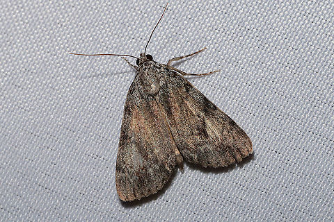 Girlfriend or Little Lined Underwing (Catocala amica or C. lineella) The two species are indistinguishable by sight alone. 
Found at a 365nm UV light setup at a dense mixed forest edge.
https://www.jungledragon.com/image/98916/girlfriend_or_little_lined_underwing_catocala_amica_or_c._lineella.html Catocala amica-lineella,Geotagged,Girlfriend or Little Lined Underwing,Summer,United States