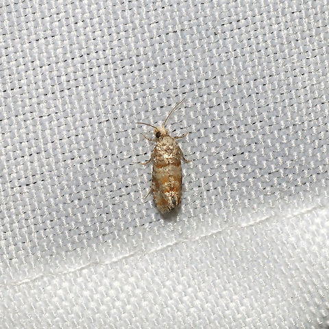 Nantucket Pine Tip Moth (Rhyacionia frustrana) At a 365nm UV light at a dense mixed forest edge. Geotagged,Rhyacionia frustrana,Summer,United States