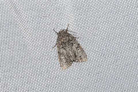 Maple Dagger (Acronicta retardata) At a 365nm UV light at a dense mixed forest edge. Acronicta retardata,Geotagged,Summer,United States