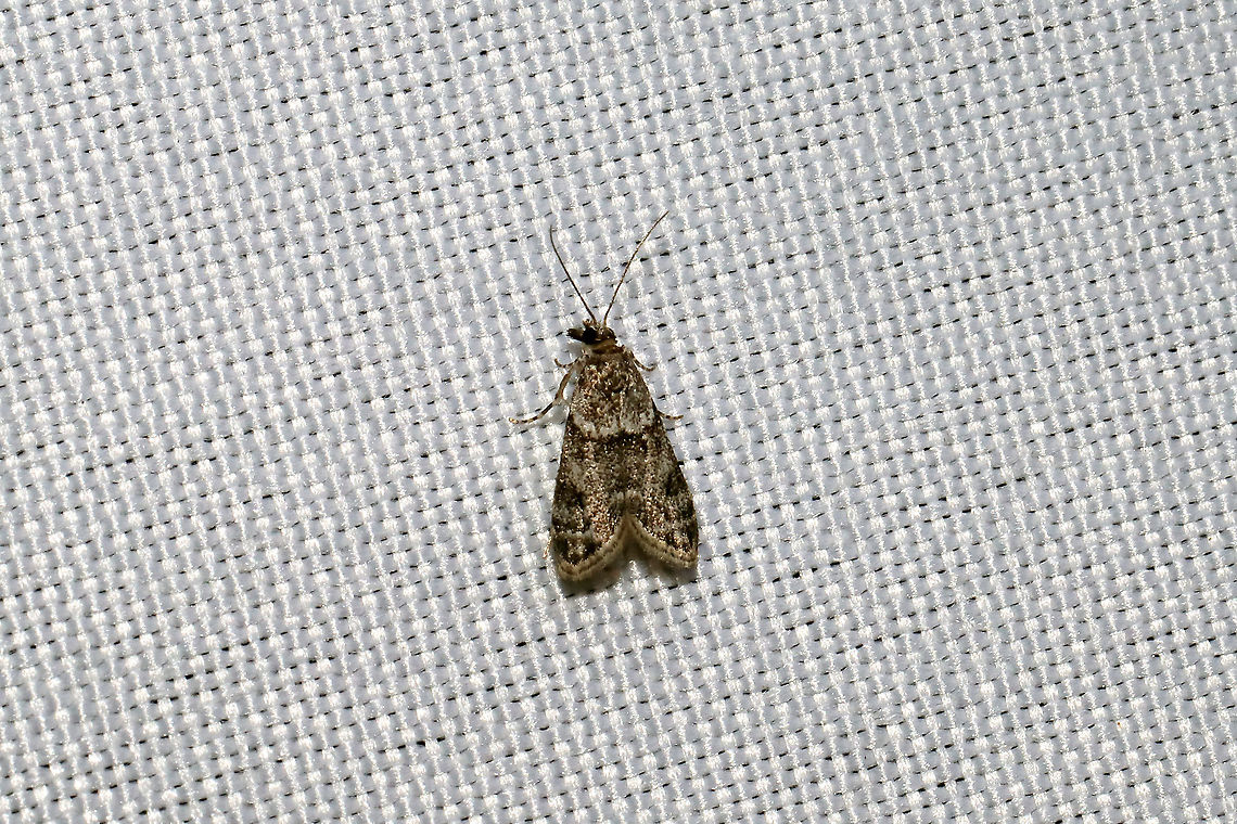 Double-striped Scoparia Moth (Scoparia biplagialis) At a 365nm UV light at a dense mixed forest edge.  Double-striped Scoparia Moth,Geotagged,Scoparia biplagialis,Summer,United States