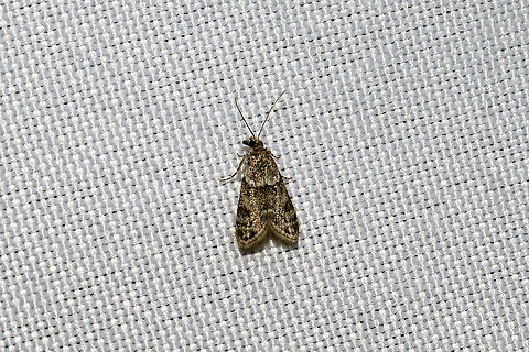 Double-striped Scoparia Moth (Scoparia biplagialis) At a 365nm UV light at a dense mixed forest edge.  Double-striped Scoparia Moth,Geotagged,Scoparia biplagialis,Summer,United States