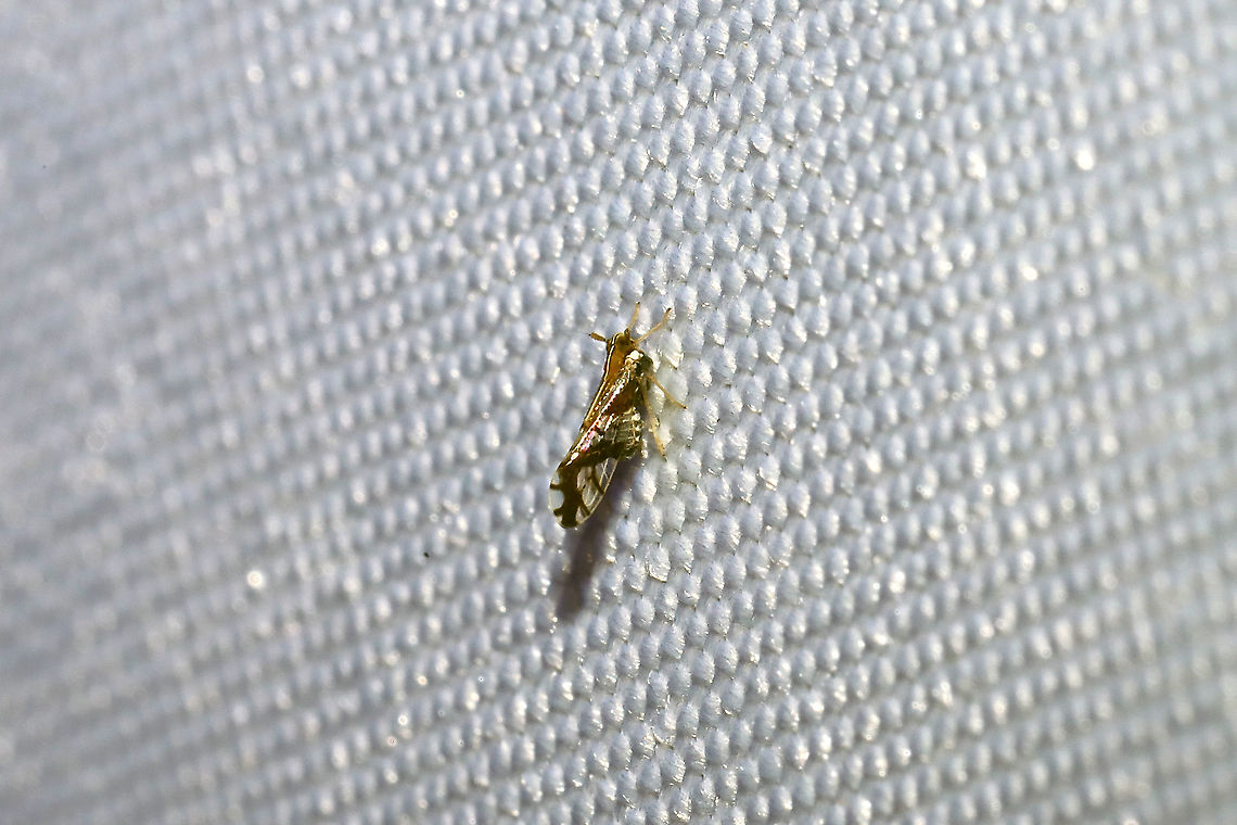 Ornate Planthopper (Liburniella ornata) At a 365nm UV light at a dense mixed forest edge.  Geotagged,Liburniella ornata,Ornate Planthopper,Summer,United States
