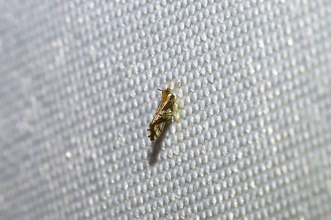 Ornate Planthopper (Liburniella ornata) At a 365nm UV light at a dense mixed forest edge.  Geotagged,Liburniella ornata,Ornate Planthopper,Summer,United States