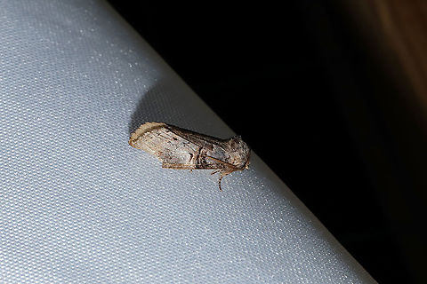 Linden Prominent (Ellida caniplaga) At a 365nm UV light at a dense mixed forest edge.  Ellida caniplaga,Geotagged,Linden prominent moth,Summer,United States