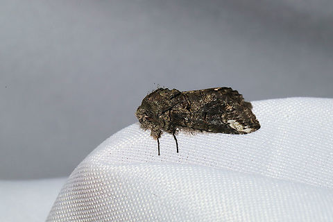 Oblique Heterocampa Moth (Heterocampa obliqua) At a 365nm UV light at a dense mixed forest edge.  Geotagged,Heterocampa obliqua,Oblique Heterocampa,Summer,United States