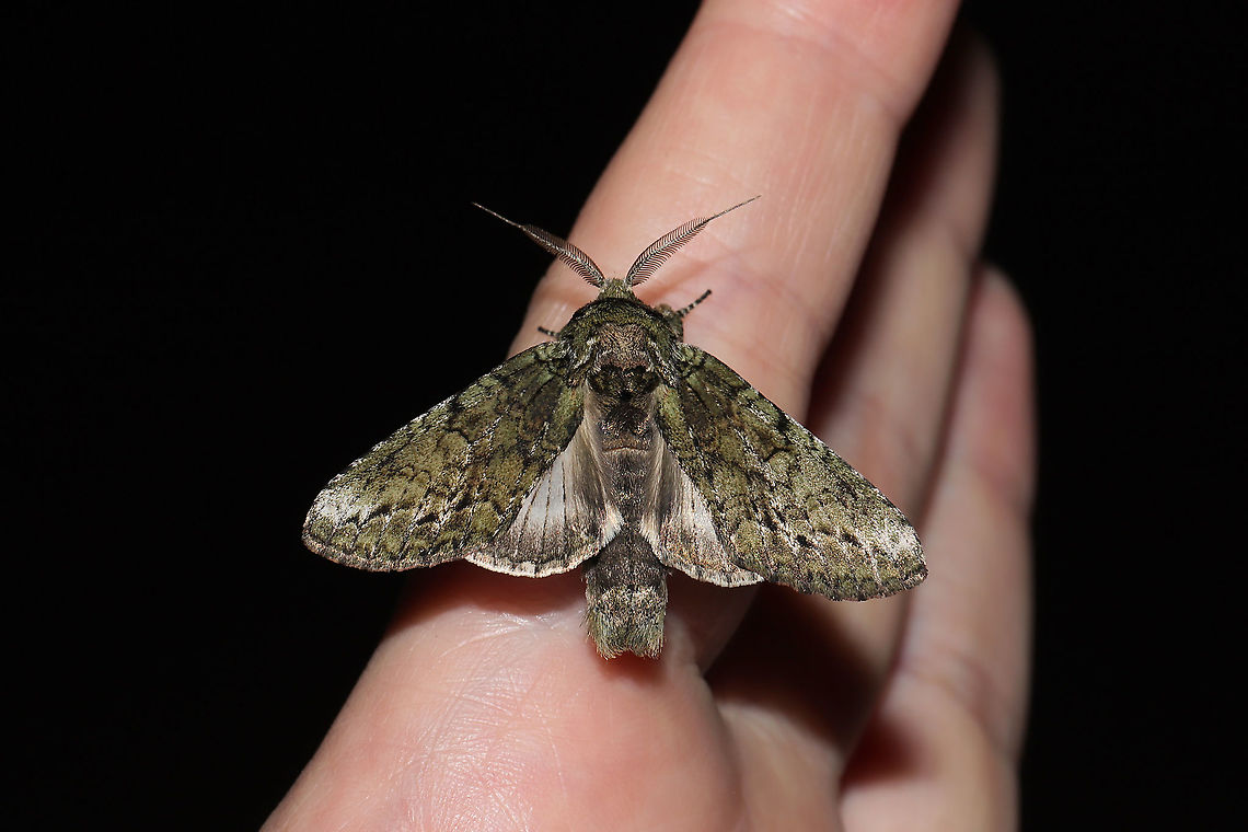 Oblique Heterocampa Moth (Heterocampa obliqua) At a 365nm UV light at a dense mixed forest edge.  Geotagged,Heterocampa obliqua,Oblique Heterocampa,Summer,United States