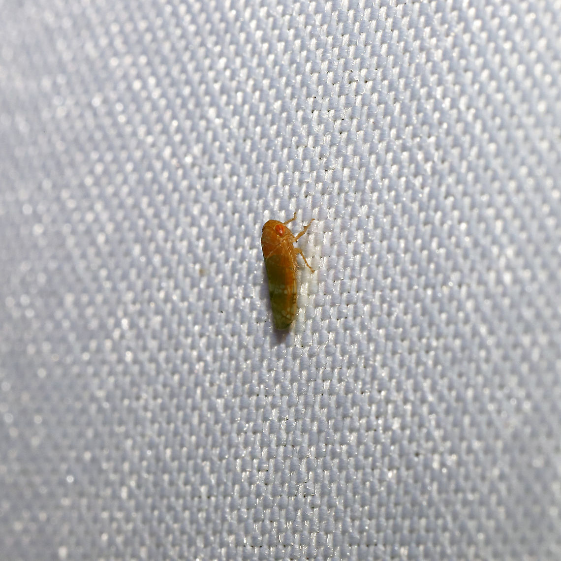 Aligia meridiana At a 365nm UV light at the edge of a dense mixed forest. Aligia meridiana,Geotagged,Summer,United States