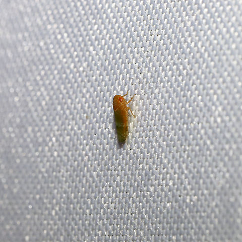 Aligia meridiana At a 365nm UV light at the edge of a dense mixed forest. Aligia meridiana,Geotagged,Summer,United States
