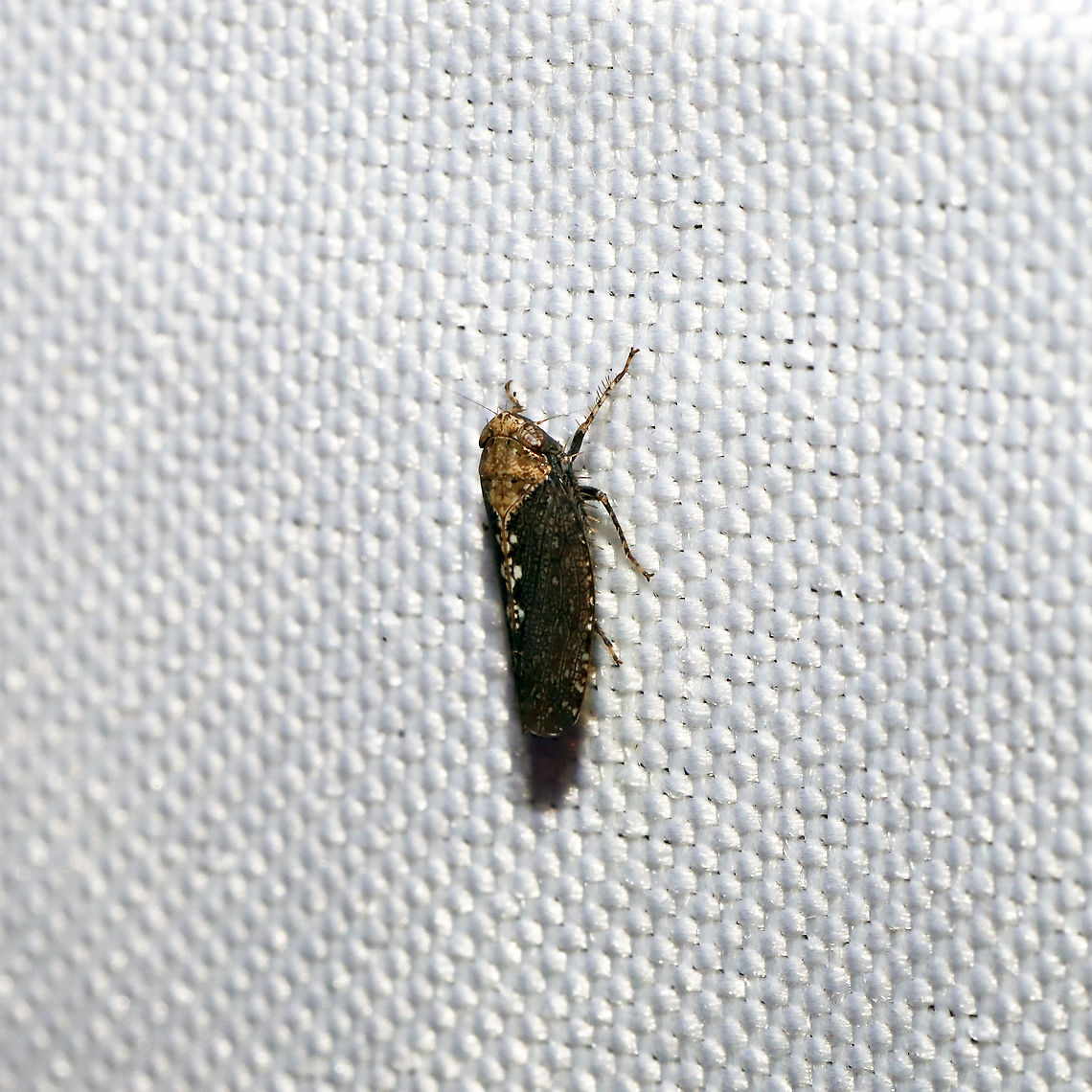Excultanus excultus At a 365nm UV light at the edge of a dense mixed forest.  Excultanus excultus,Geotagged,Summer,United States