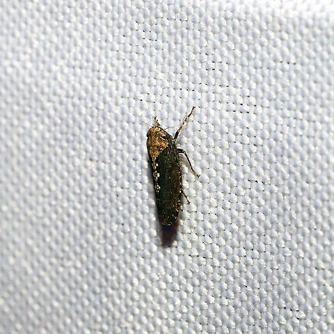 Excultanus excultus At a 365nm UV light at the edge of a dense mixed forest.  Excultanus excultus,Geotagged,Summer,United States