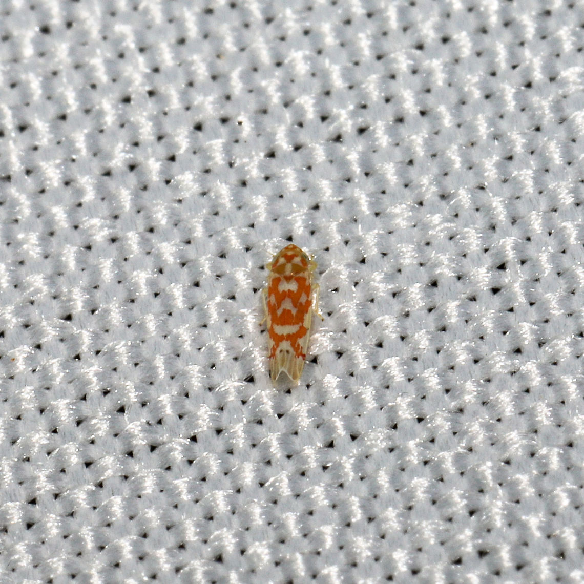 Eratoneura sp. At a 365nm UV light at the edge of a dense mixed forest.  Geotagged,Summer,United States