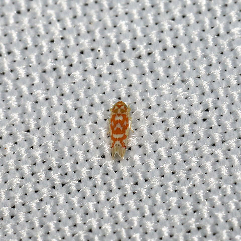 Eratoneura sp. At a 365nm UV light at the edge of a dense mixed forest.  Geotagged,Summer,United States