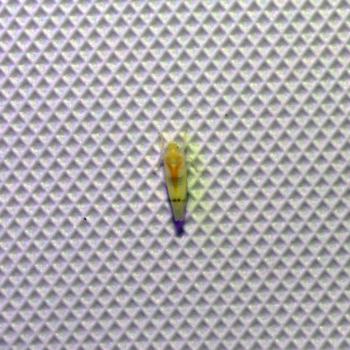Ossiannilssonola australis A tiny hopper with a long name (which I have no idea how to pronounce) at a 365nm UV light at a dense mixed forest edge. Geotagged,Ossiannilssonola australis,Summer,United States